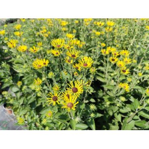 Rudbekia plstnatá (Rudbeckia subtomentosa) ´HENRY EILERS´ kont. C1L